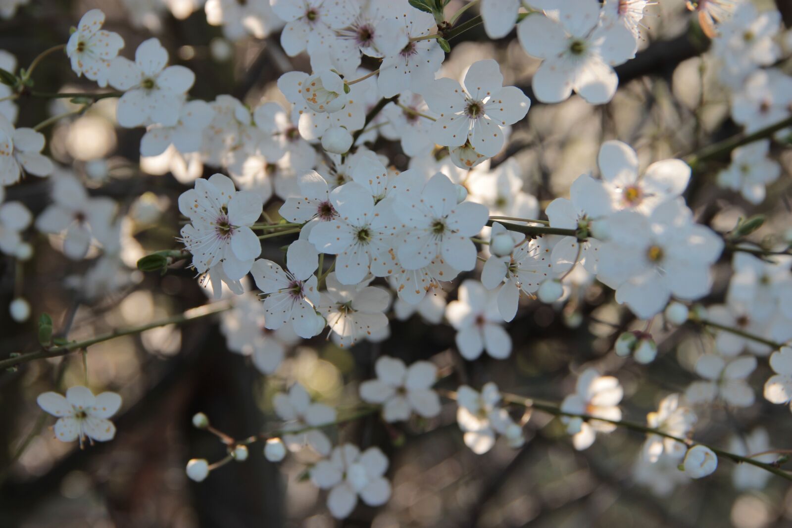 Canon EOS 600D (Rebel EOS T3i / EOS Kiss X5) sample photo. Flowers, flower, spring photography