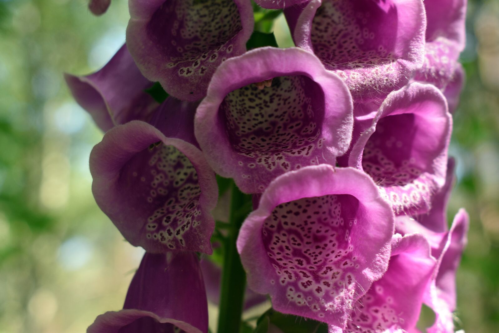 Nikon D3400 sample photo. Flower, flowers, spring photography