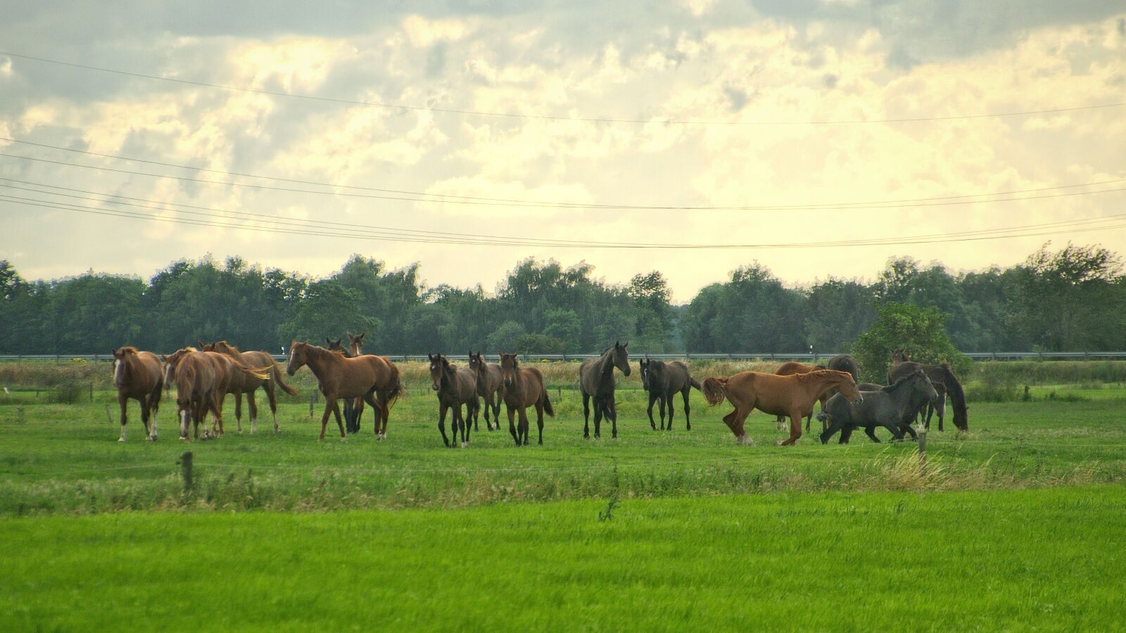 Nikon D5600 sample photo. Horses, riding horses, paddock photography