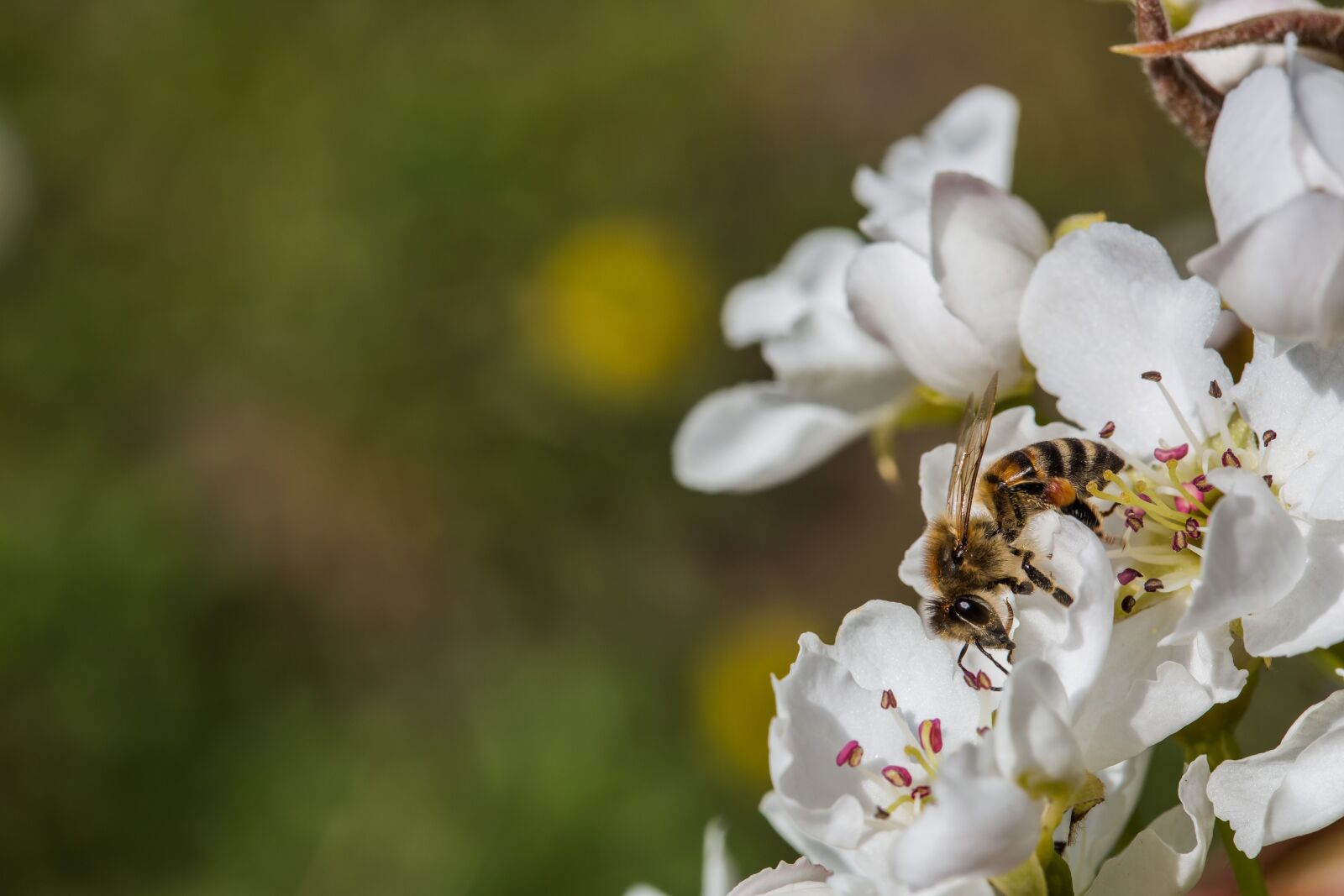 Canon EF 100mm F2.8 Macro USM sample photo. Bee, honeybee, insect, pollinating photography