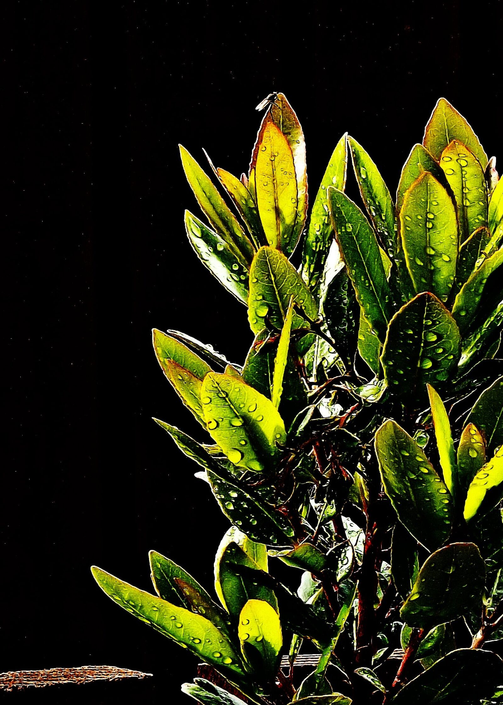 FujiFilm FinePix S4000 (FinePix S4050) sample photo. Strawberry tree, bush, shrub photography