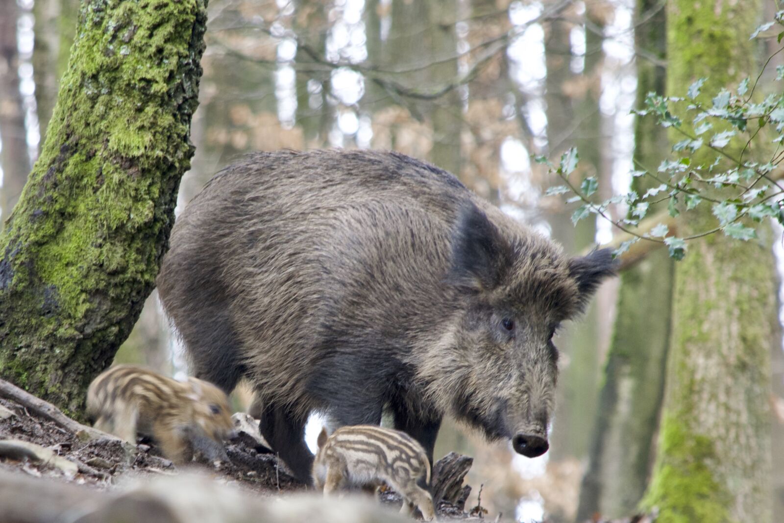 Nikon D5300 sample photo. Boar, bache, launchy photography