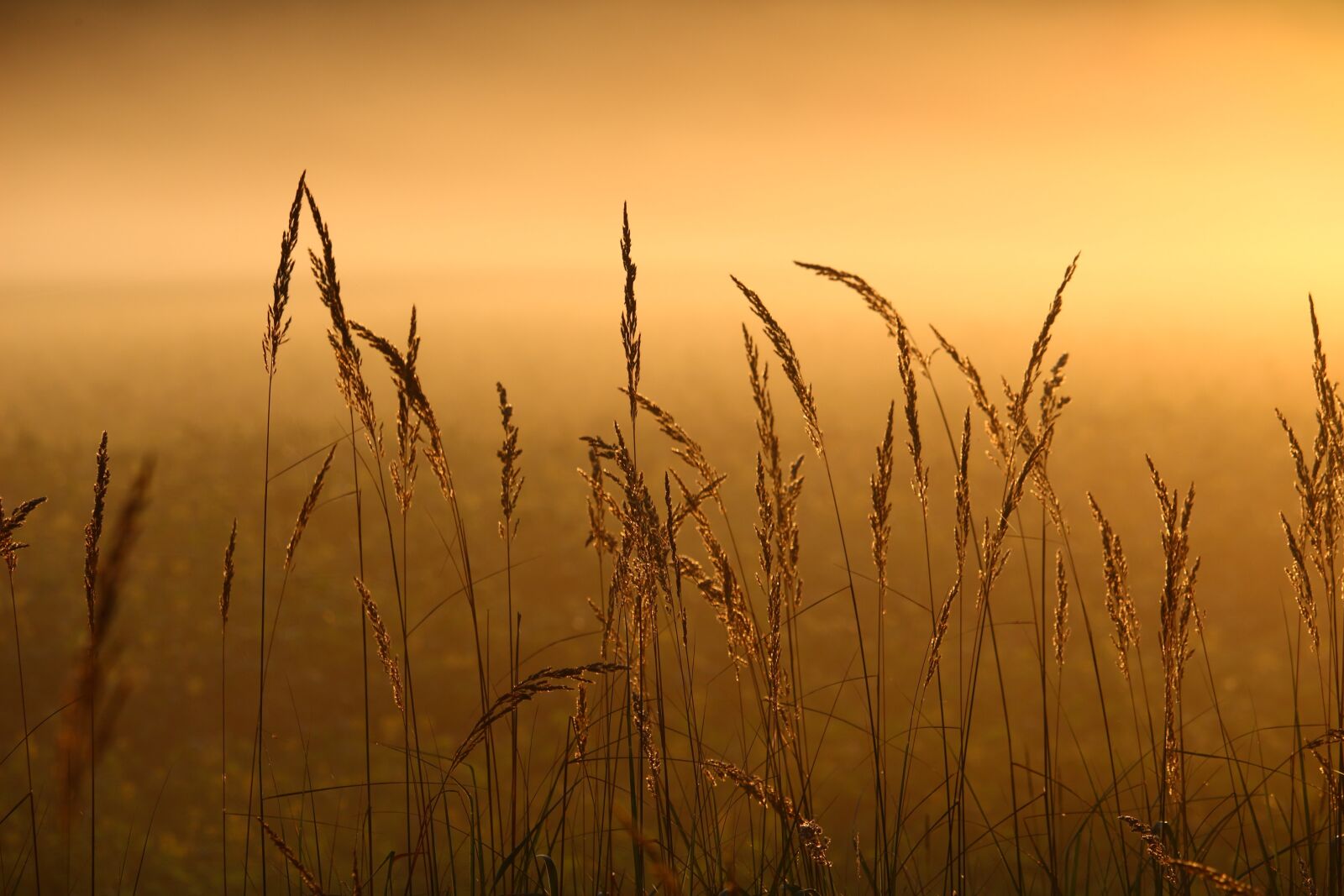 Canon EOS 100D (EOS Rebel SL1 / EOS Kiss X7) sample photo. Reed, grass, fog photography