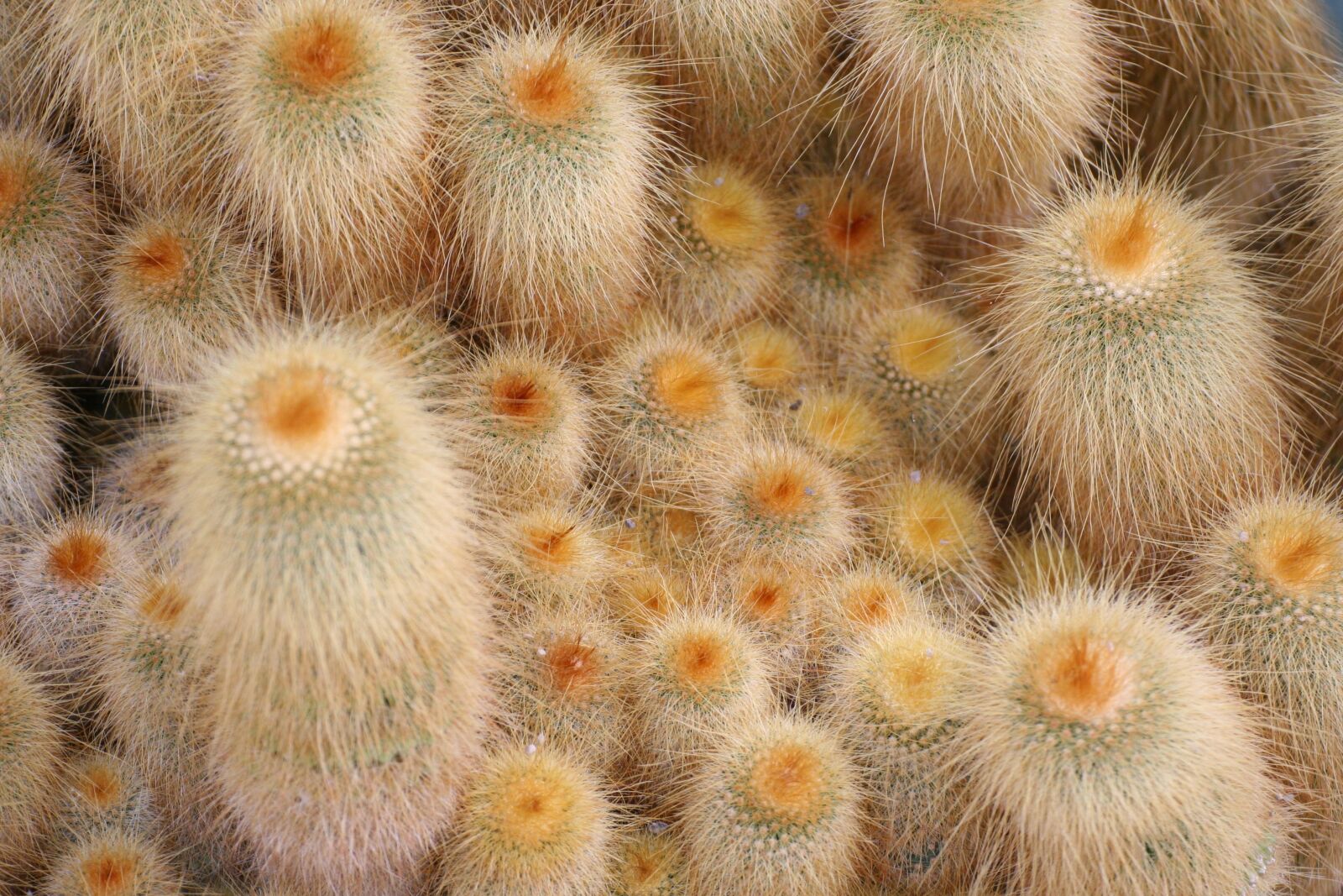 Canon EOS 350D (EOS Digital Rebel XT / EOS Kiss Digital N) sample photo. Prickly, cactus, plant photography
