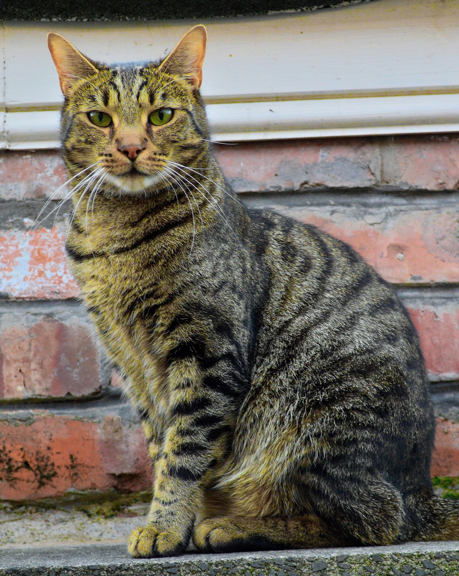 Nikon D3200 sample photo. Cat, feline, mammal photography