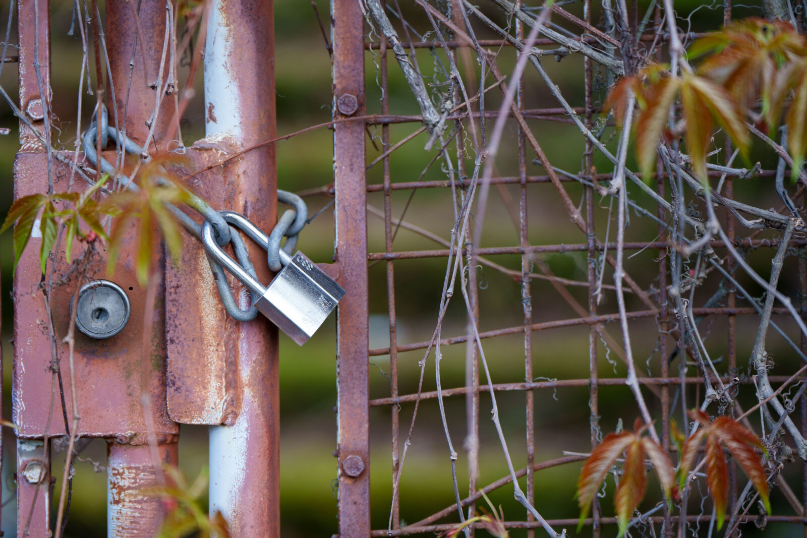 SAMYANG AF 35-150mm F2-2.8 sample photo. Padlock season photography