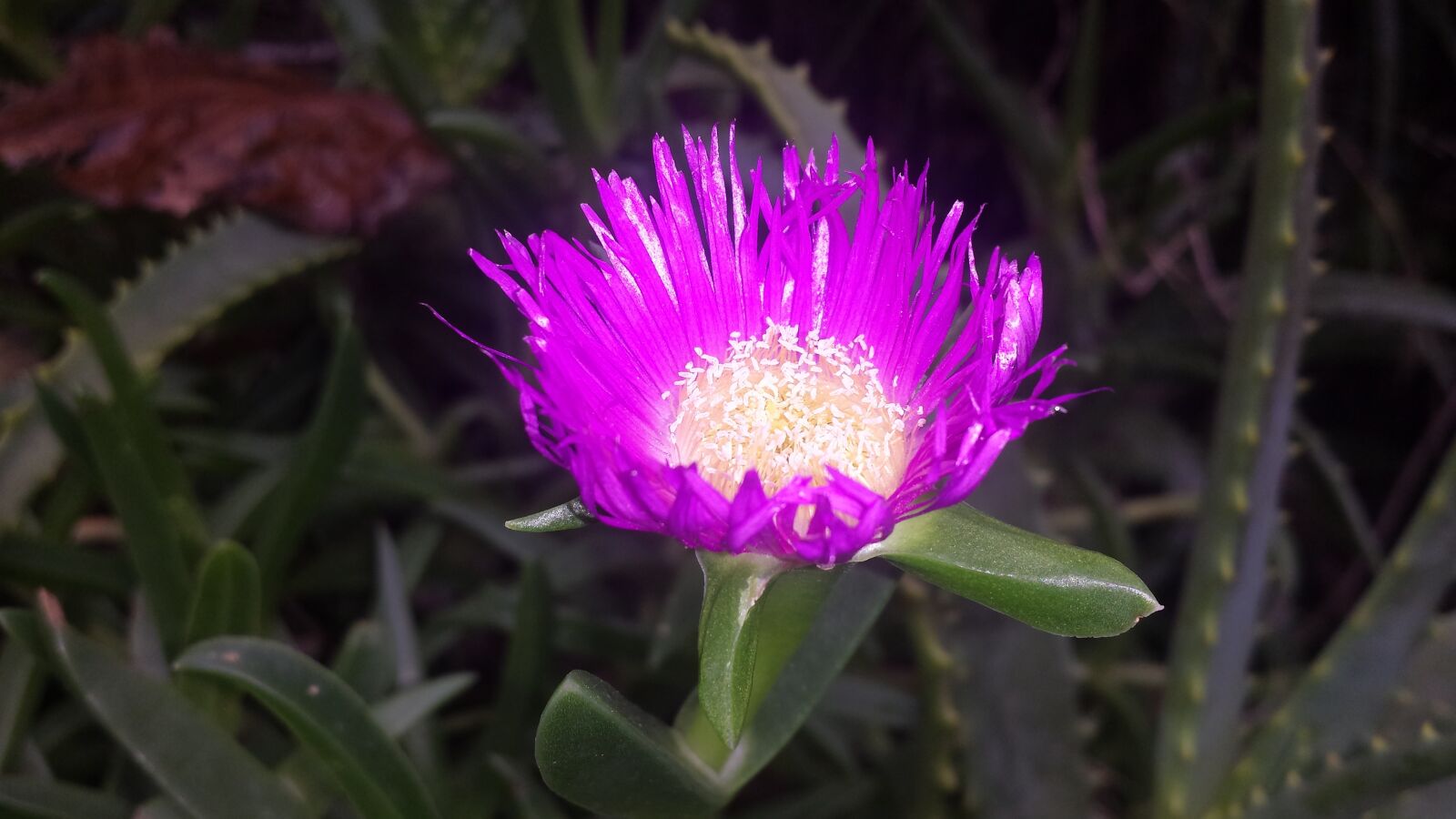 Samsung Galaxy S4 sample photo. Nature, pink, beautiful photography