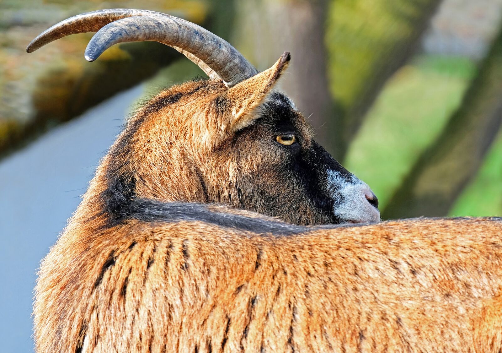 Fujifilm X-T10 + Fujifilm XC 50-230mm F4.5-6.7 OIS sample photo. Goat, bock, horned photography
