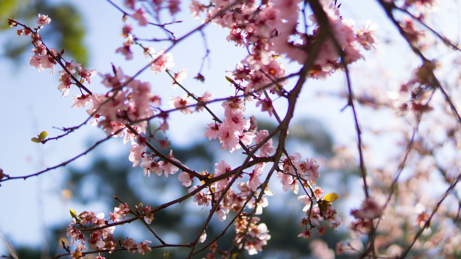 Sony a6000 sample photo. Cherry blossom, japan, japanese photography