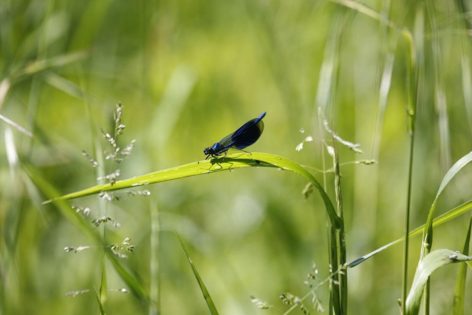 Canon EF 100-400mm F4.5-5.6L IS USM sample photo. Dragonfly, grass, insect photography