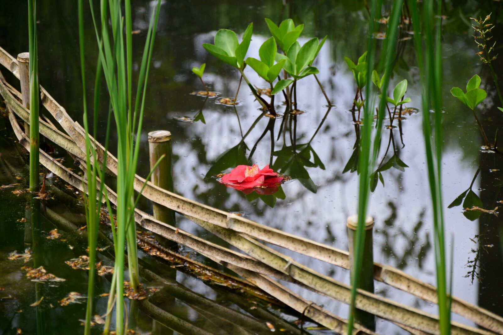 Nikon D3200 sample photo. Japanese garden, flower, garden photography