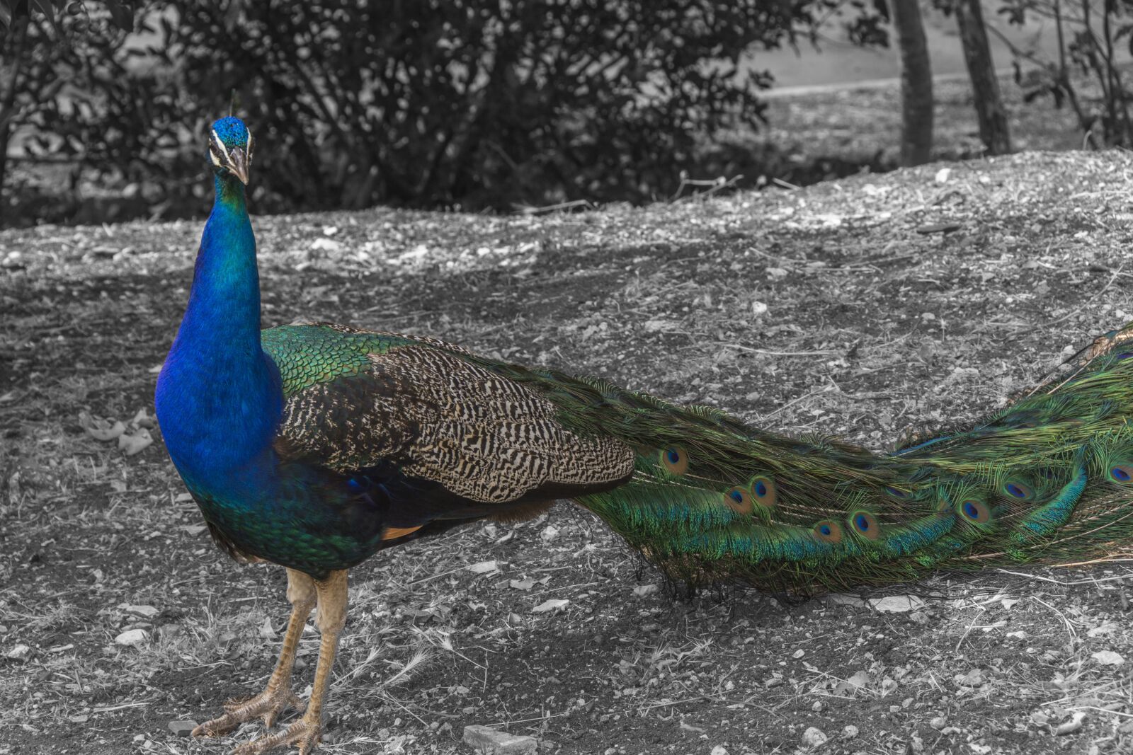 Nikon D5200 sample photo. Bird, peacock, animal photography