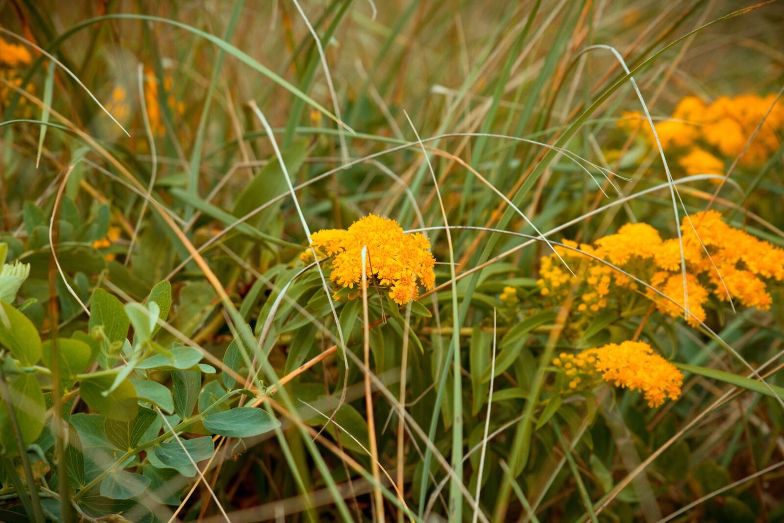 Canon EOS 7D sample photo. Flowers, orange, floral photography