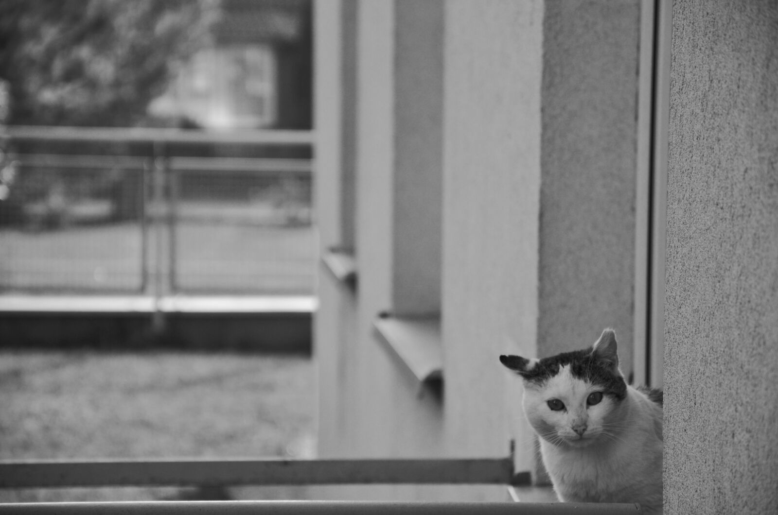 Nikon D5100 sample photo