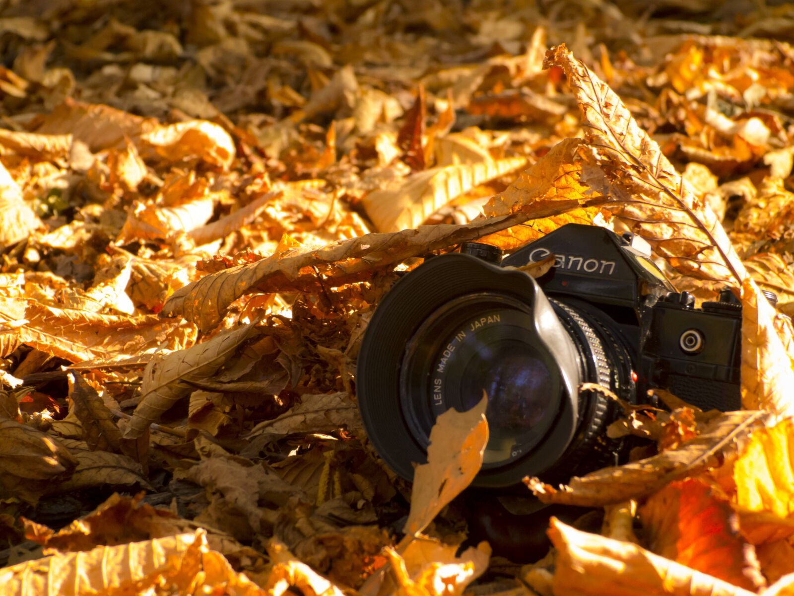 Panasonic Lumix DMC-FZ100 sample photo. Old camera, autumn, leaves photography