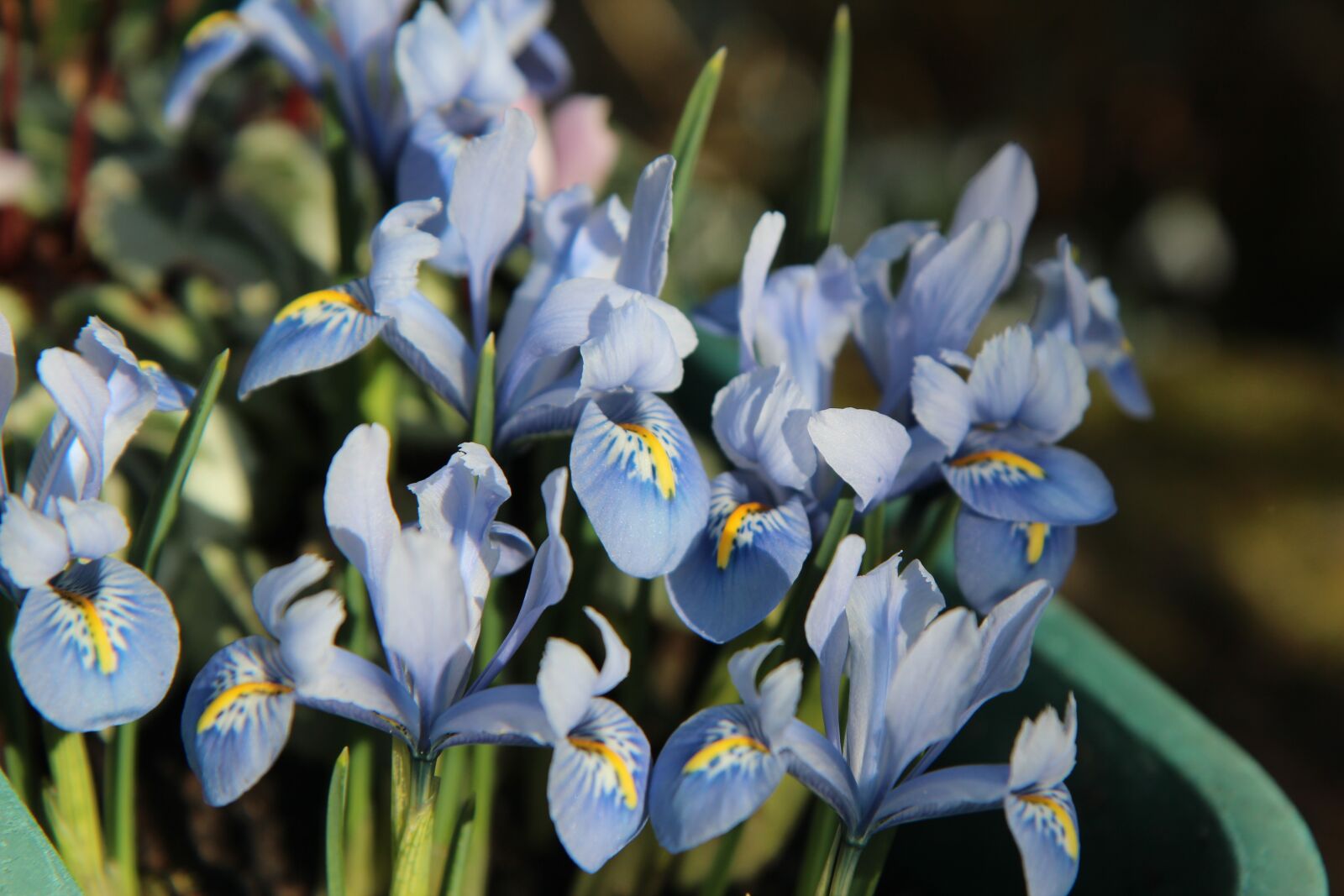Canon EOS 600D (Rebel EOS T3i / EOS Kiss X5) sample photo. Iris blue, iris dwarf photography