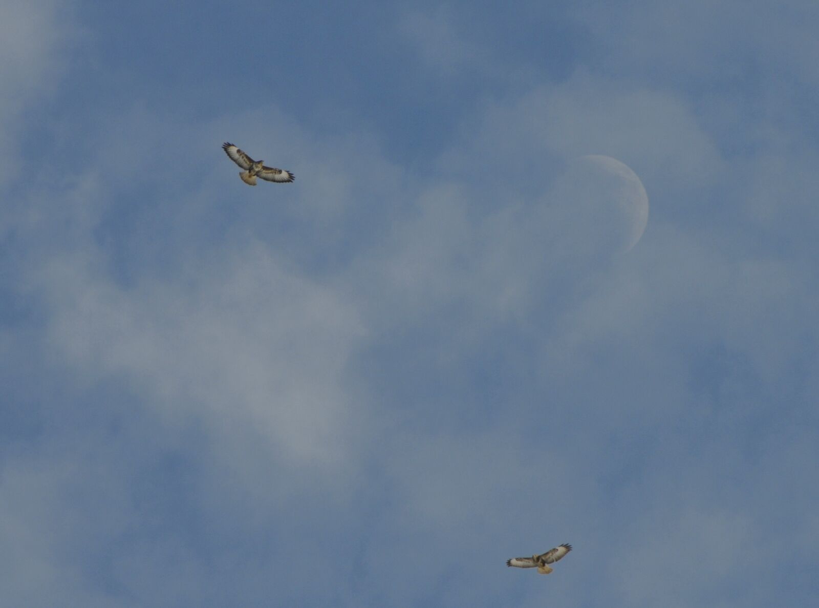 Nikon D300 sample photo. Nature, bird, buzzard photography