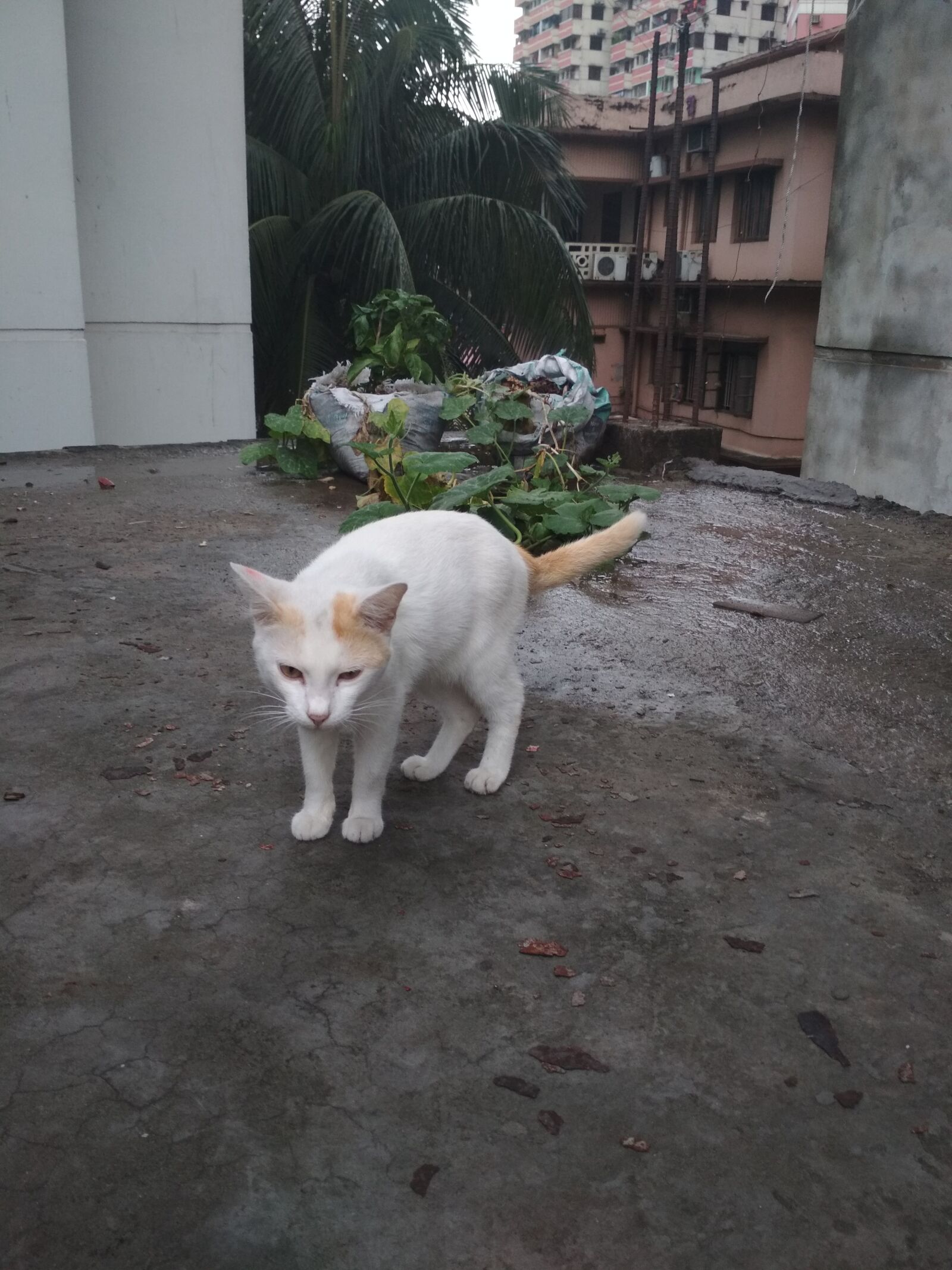 Xiaomi Redmi 4X sample photo. Cat, animal, rooftop photography