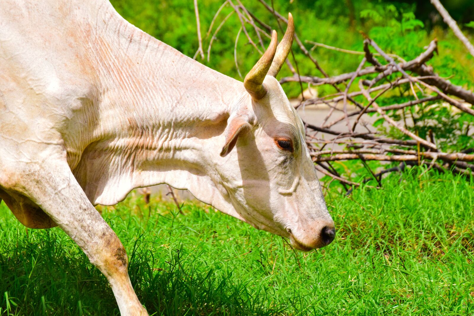 Nikon D5300 sample photo. Cow, animal, animals photography