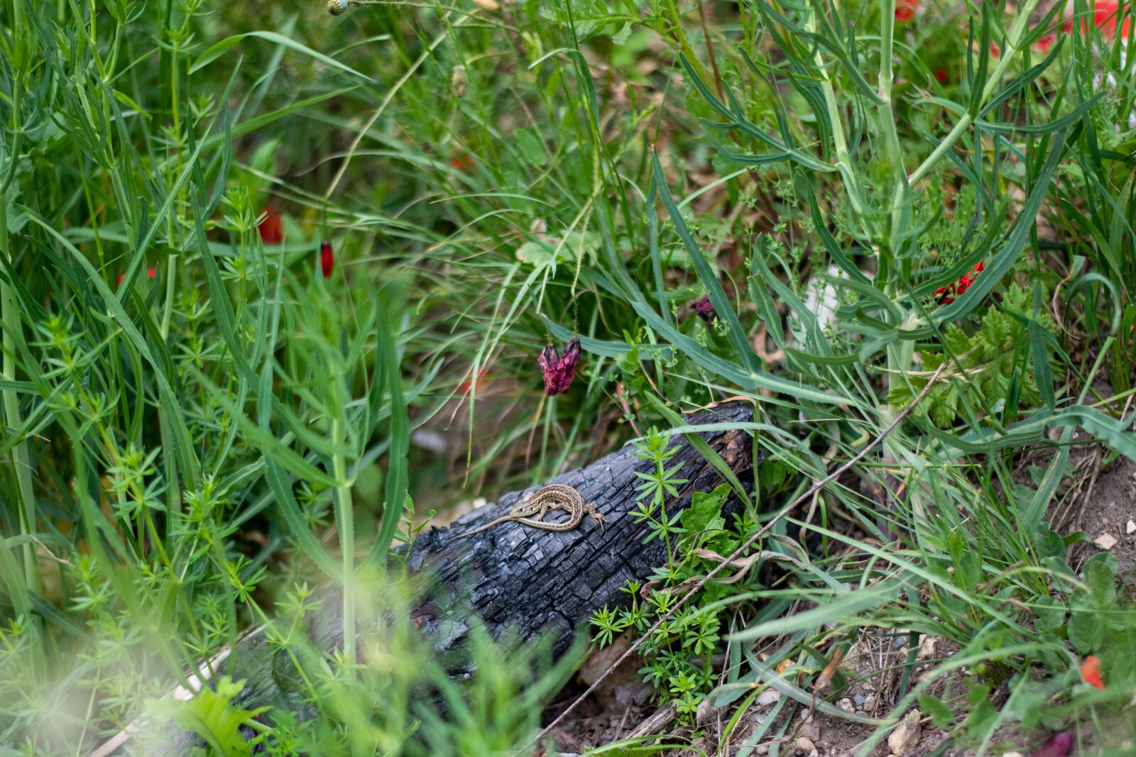 Nikon D750 sample photo. Lizard, gecko, reptile photography