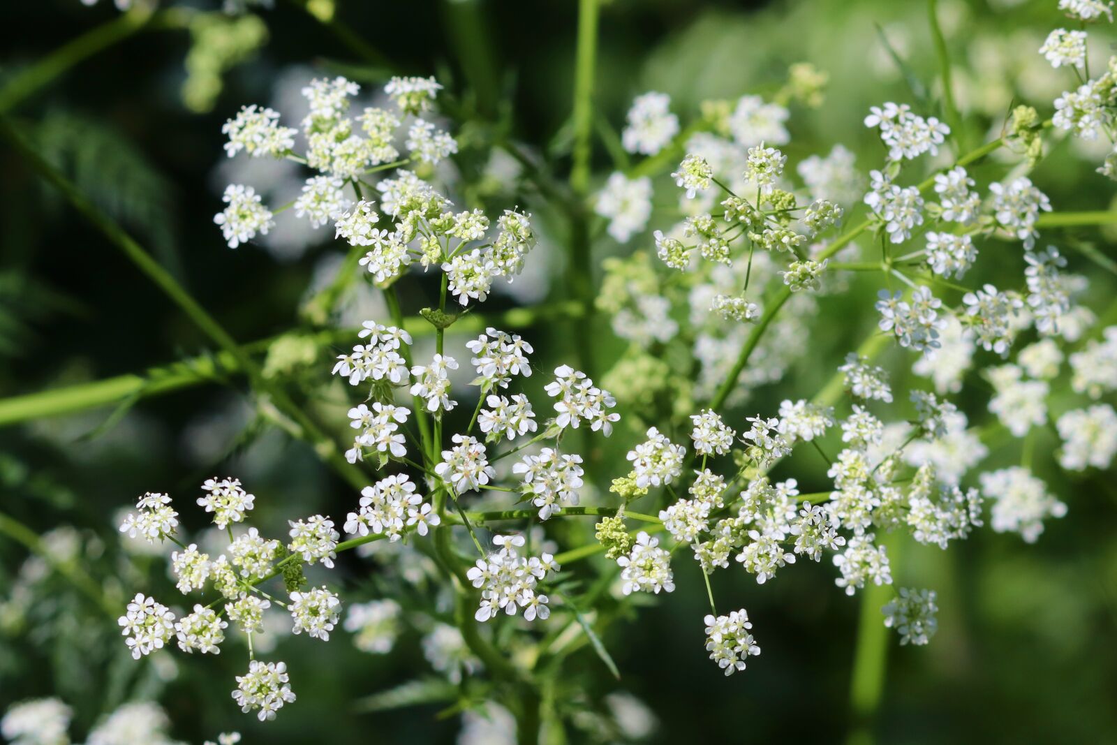 Canon EOS 200D (EOS Rebel SL2 / EOS Kiss X9) sample photo. Pointed-chervil, chervil, anthriscus sylvestris photography