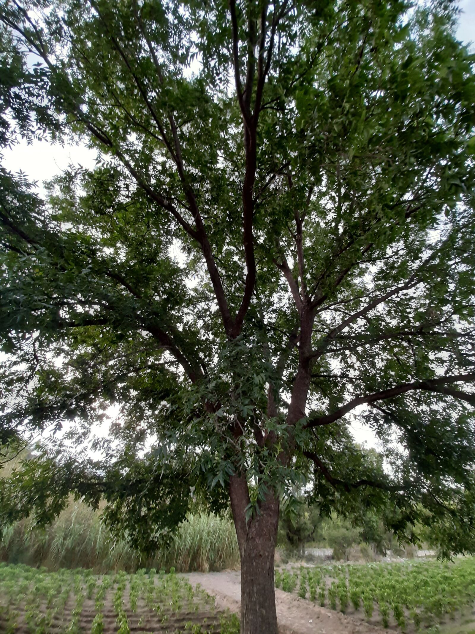 Samsung Galaxy A50 sample photo. Tree, trees, green photography