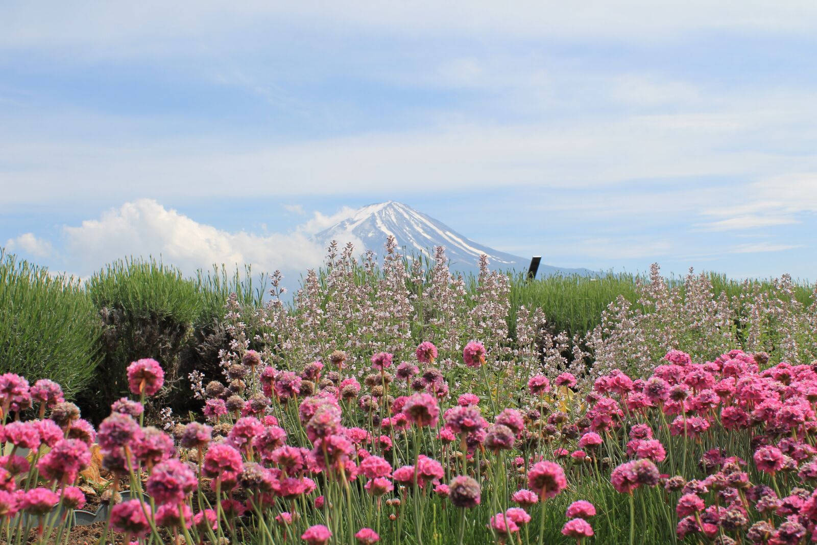 Canon EOS 1100D (EOS Rebel T3 / EOS Kiss X50) sample photo. Japan, mount fuji, fujisan photography