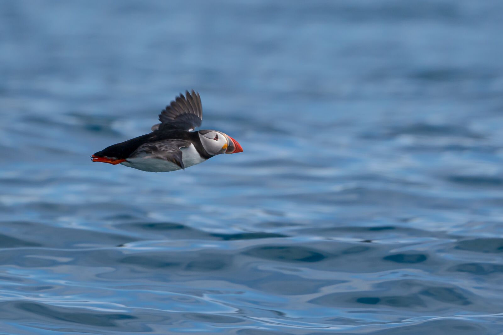 150-600mm F5-6.3 DG OS HSM | Contemporary 015 sample photo. Papageienaucher, sea, norway photography
