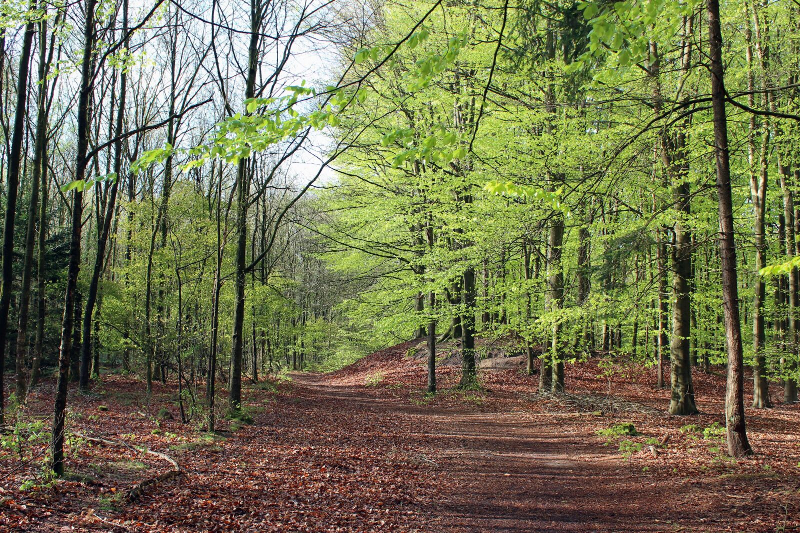 Canon EOS 600D (Rebel EOS T3i / EOS Kiss X5) sample photo. Landscape, heide, young green photography
