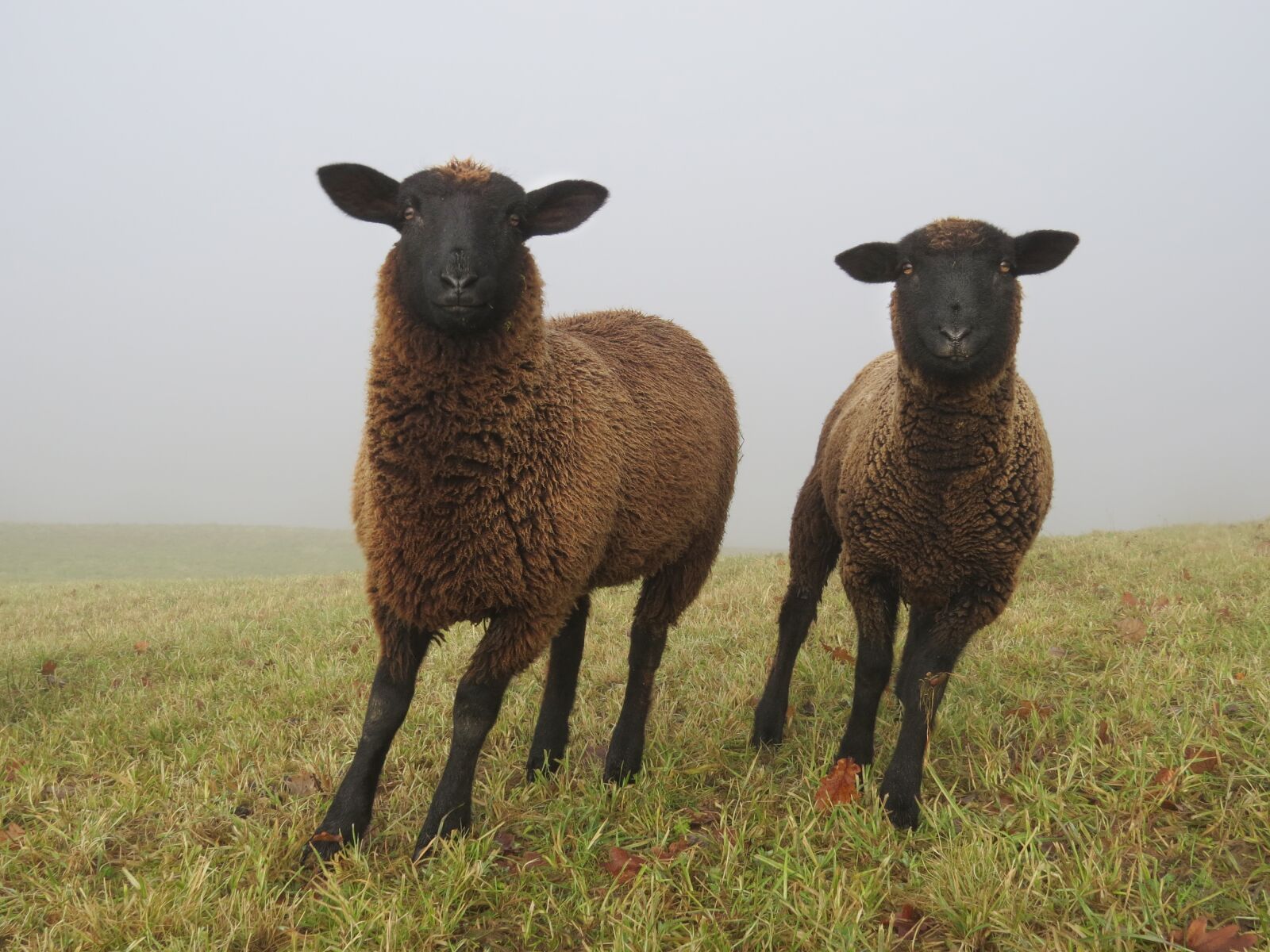 Canon PowerShot SX50 HS sample photo. Fog, sheep, autumn photography