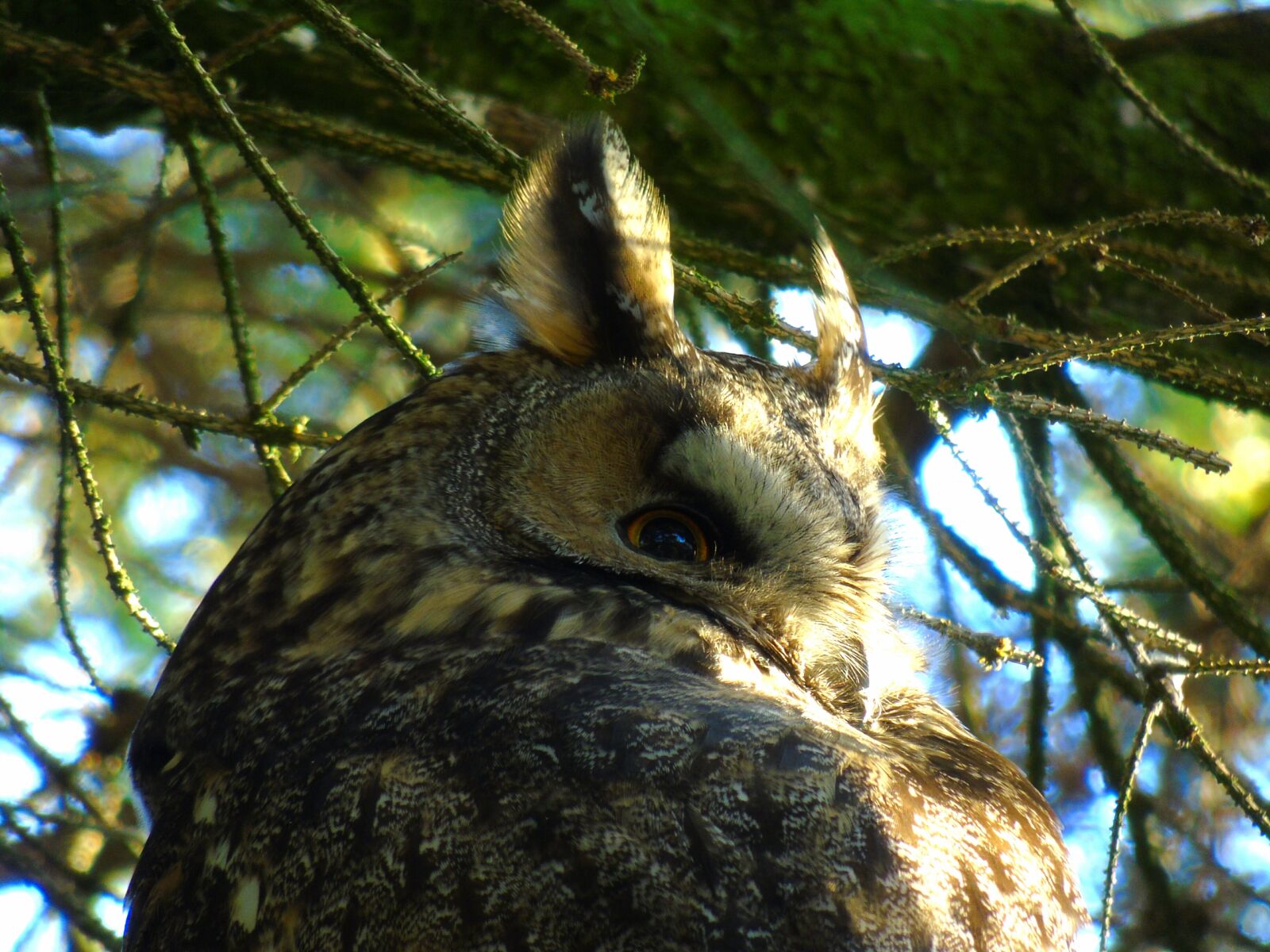 Sony Cyber-shot DSC-H400 sample photo. Owl, eagle owl, bubo photography