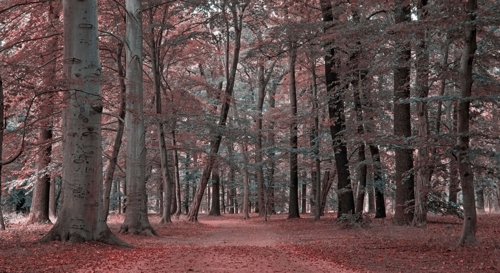 Nikon D5600 sample photo. Autumn landscape, autumn, autumn photography