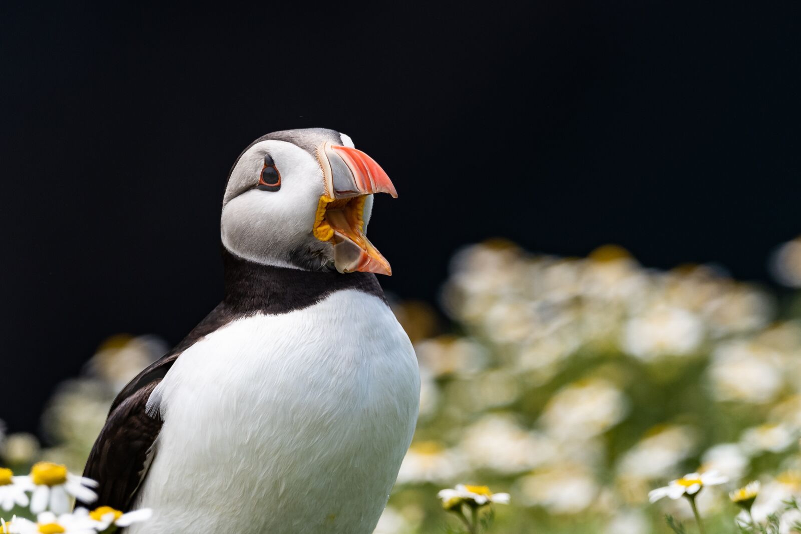 Nikon D810 sample photo. Puffin, bird, seabird photography