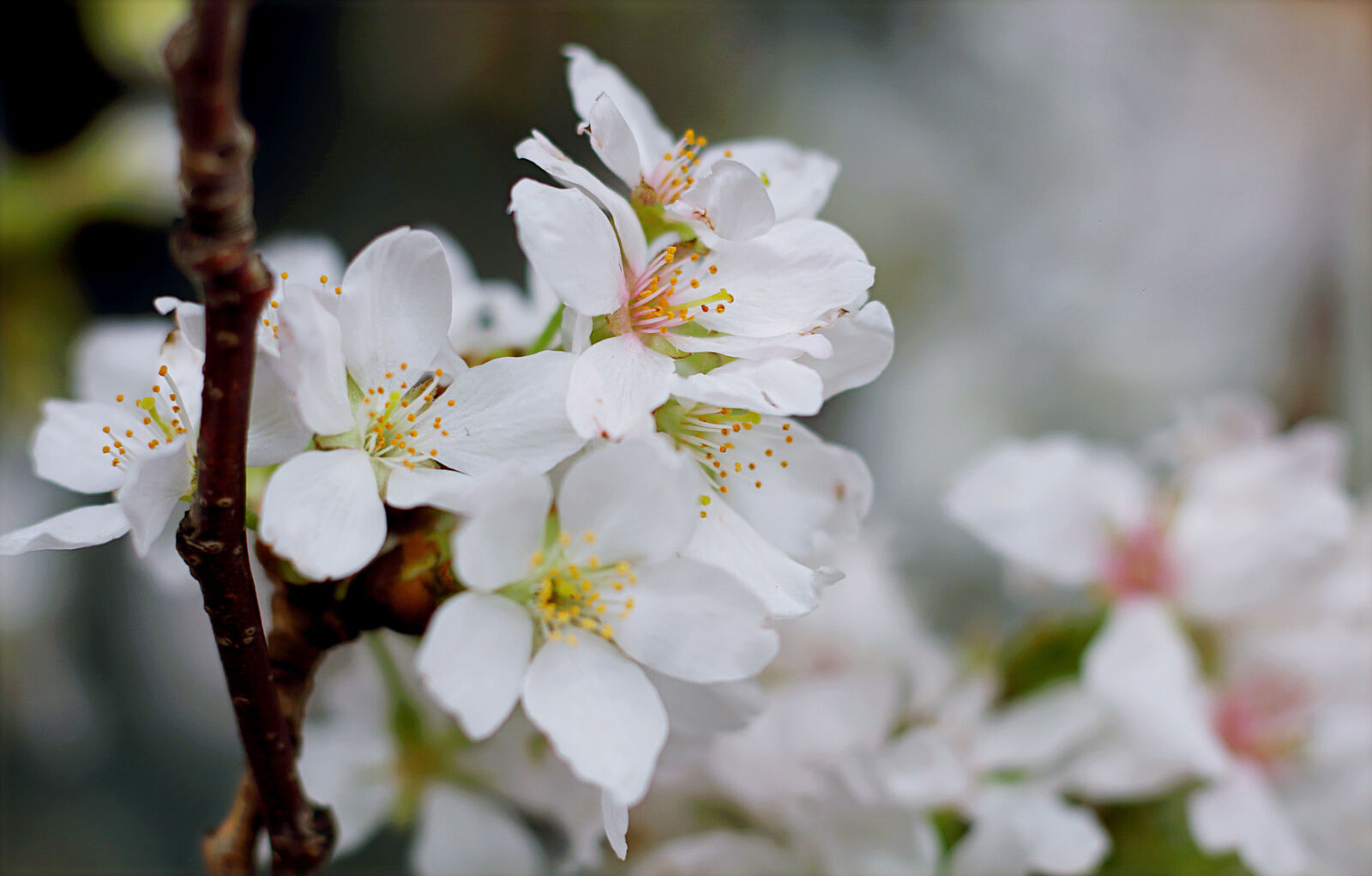 Canon EOS 70D + Canon EF 50mm F1.8 STM sample photo