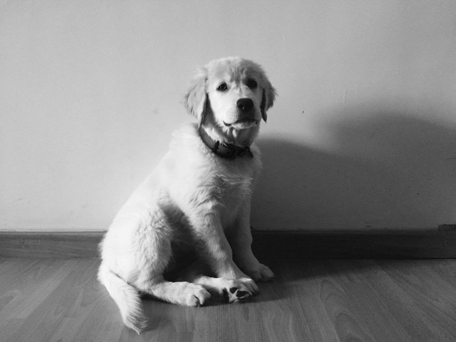 Apple iPhone 6 sample photo. Cute, dog, eyes, closed photography