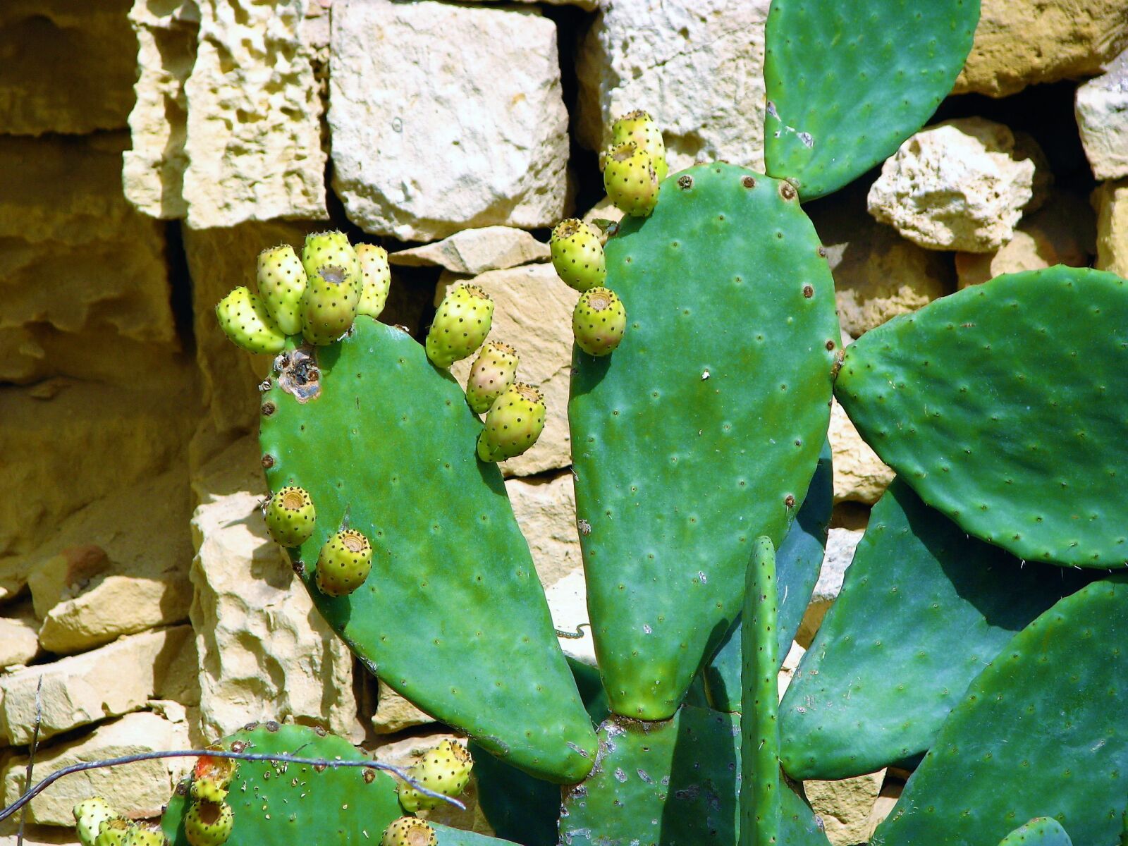 Canon POWERSHOT S5 IS sample photo. Cactus, plant, thorny photography