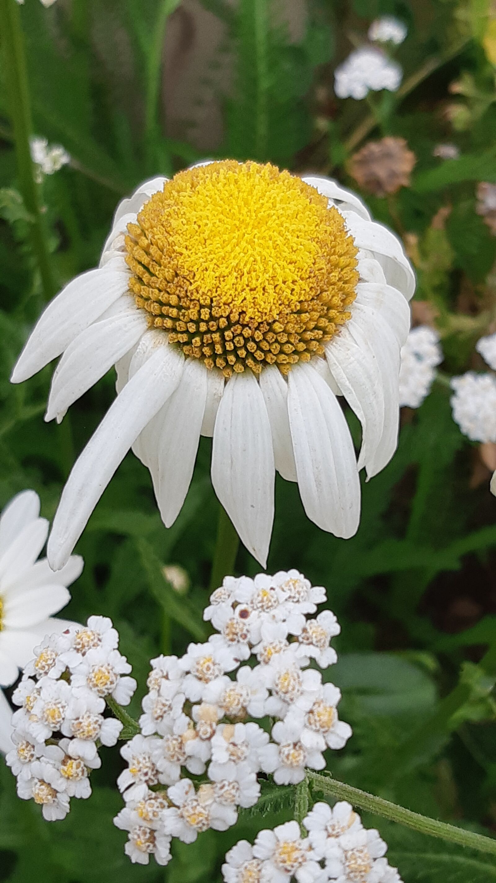 Samsung Galaxy A8(2018) sample photo. White flowers, autumn, garden photography