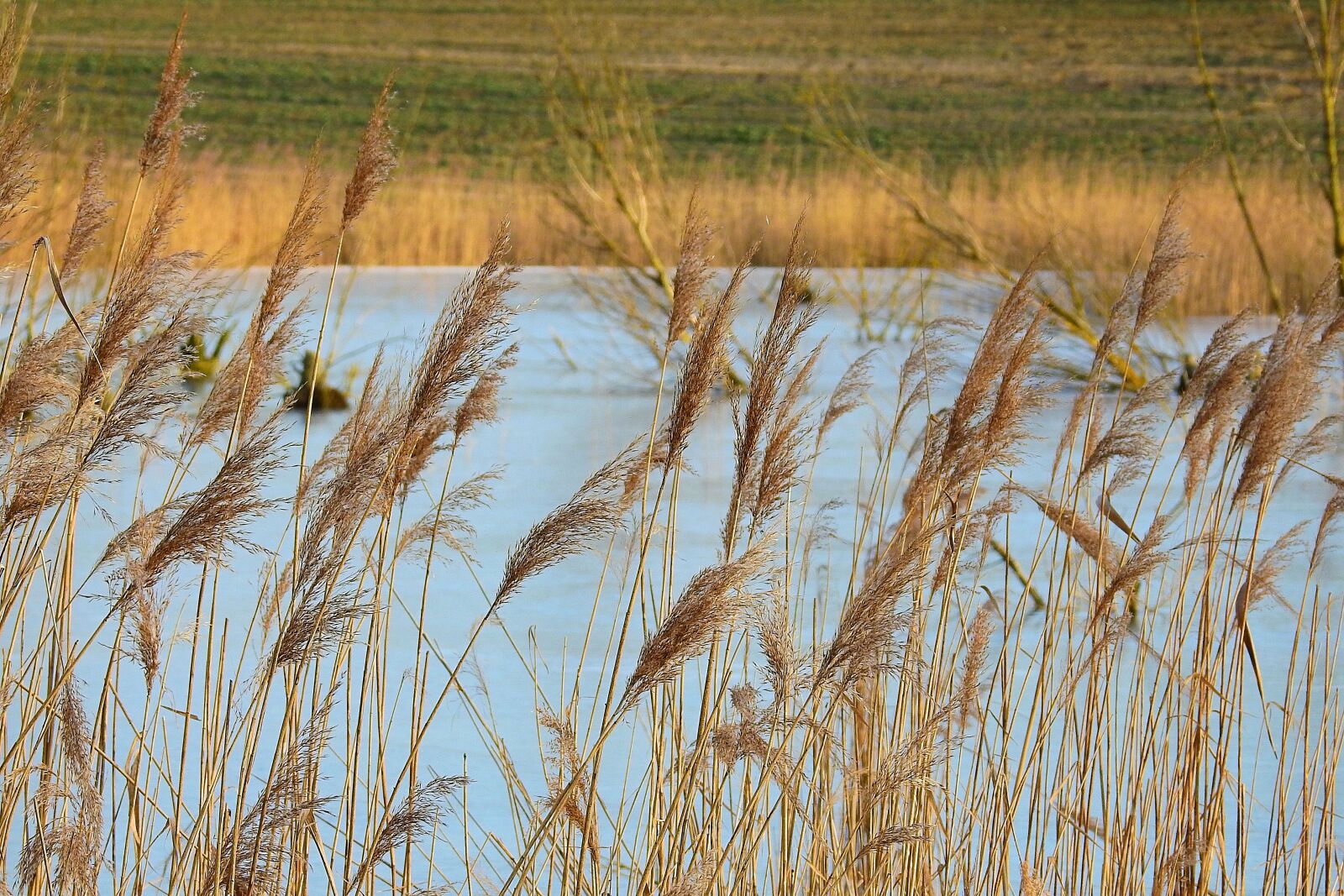 Nikon Coolpix P900 sample photo. Reeds, lake, nature photography