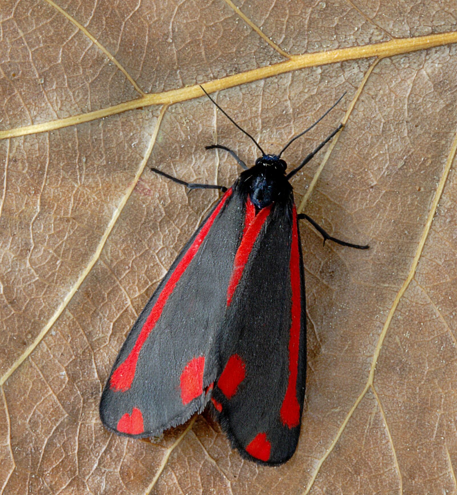 Canon EOS 400D (EOS Digital Rebel XTi / EOS Kiss Digital X) sample photo. Moth, cinnabar, red photography