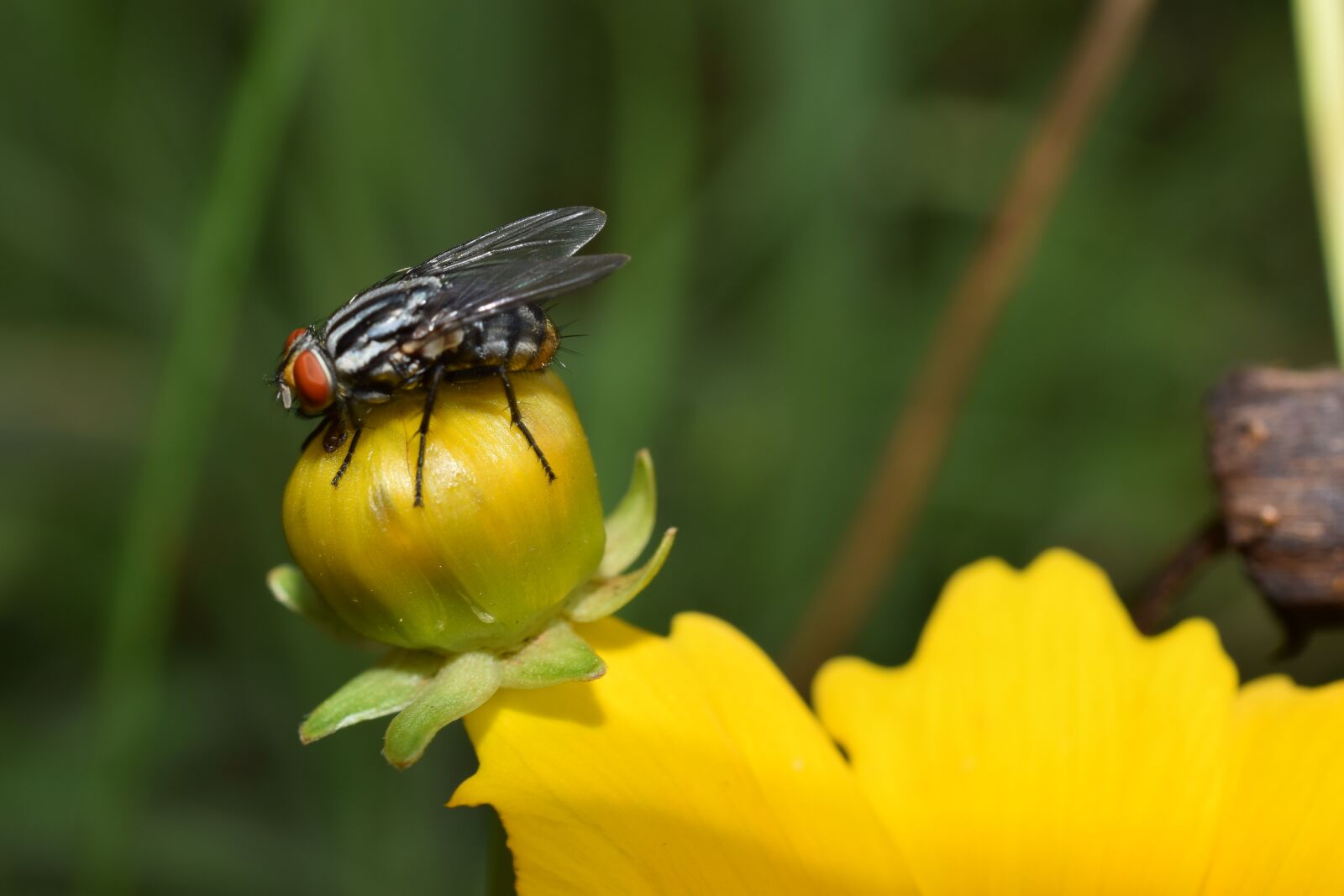 Nikon D3300 sample photo. Fly, nature, yellow photography