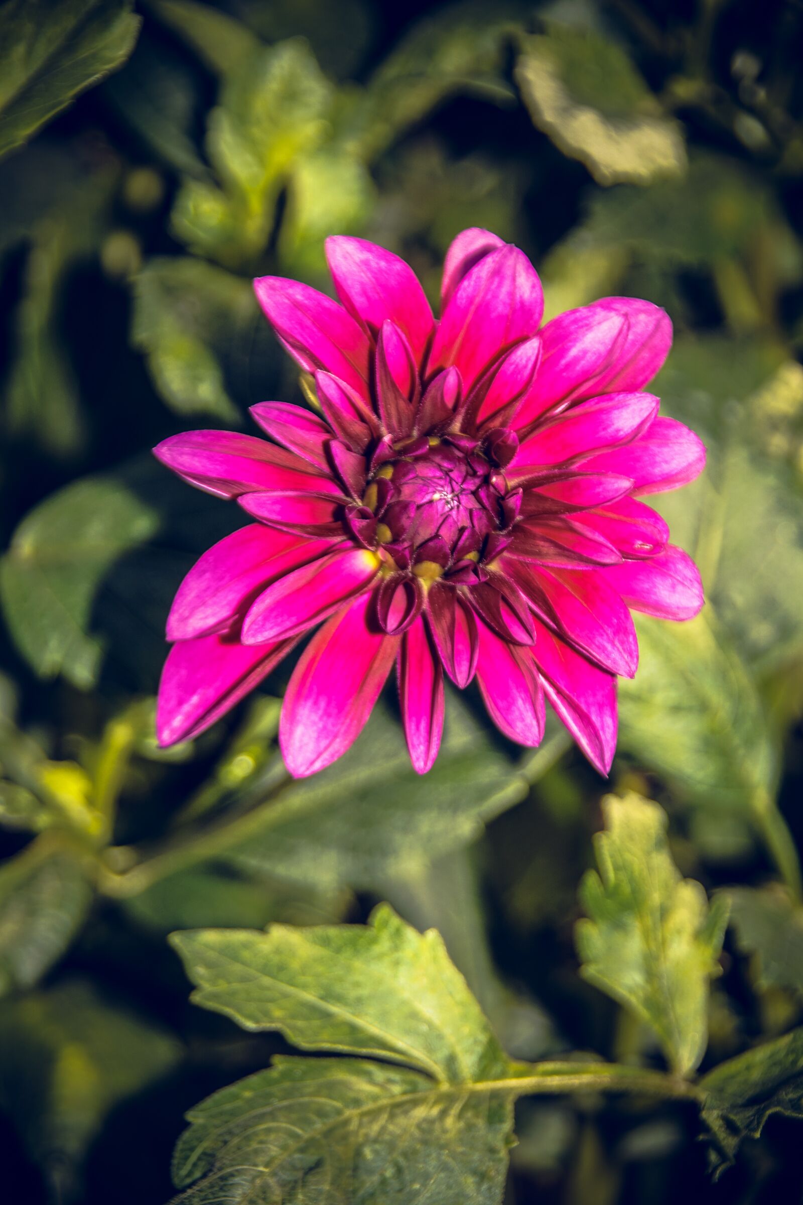 Sony ILCA-77M2 sample photo. Dahlia, blossom, bloom photography