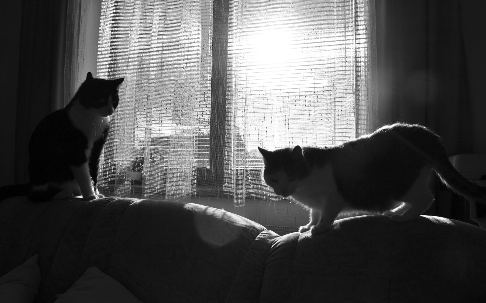 Nikon D3100 sample photo. Cats, home, cat photography