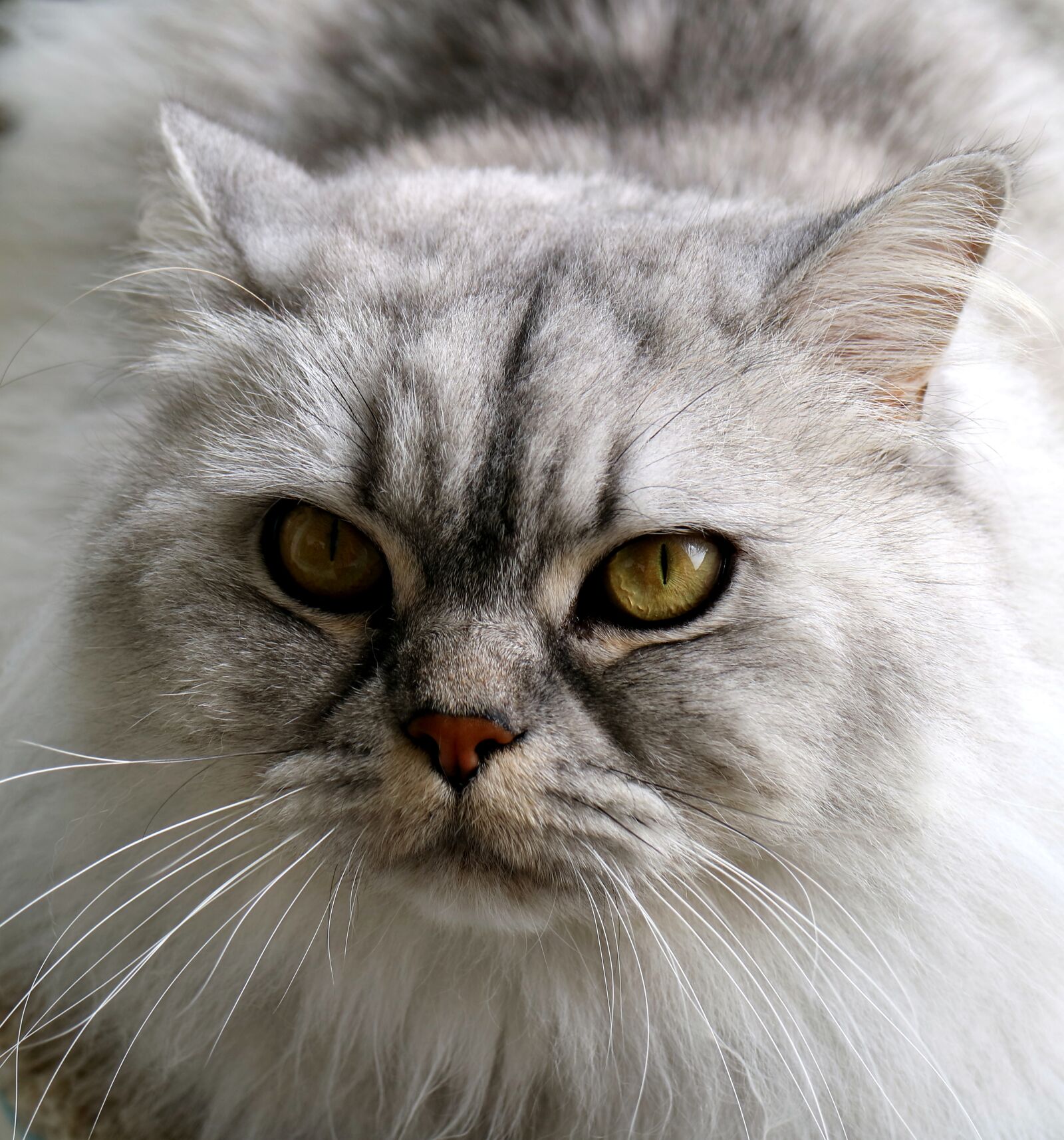 Canon EOS M3 sample photo. Cat, portrait, cat face photography