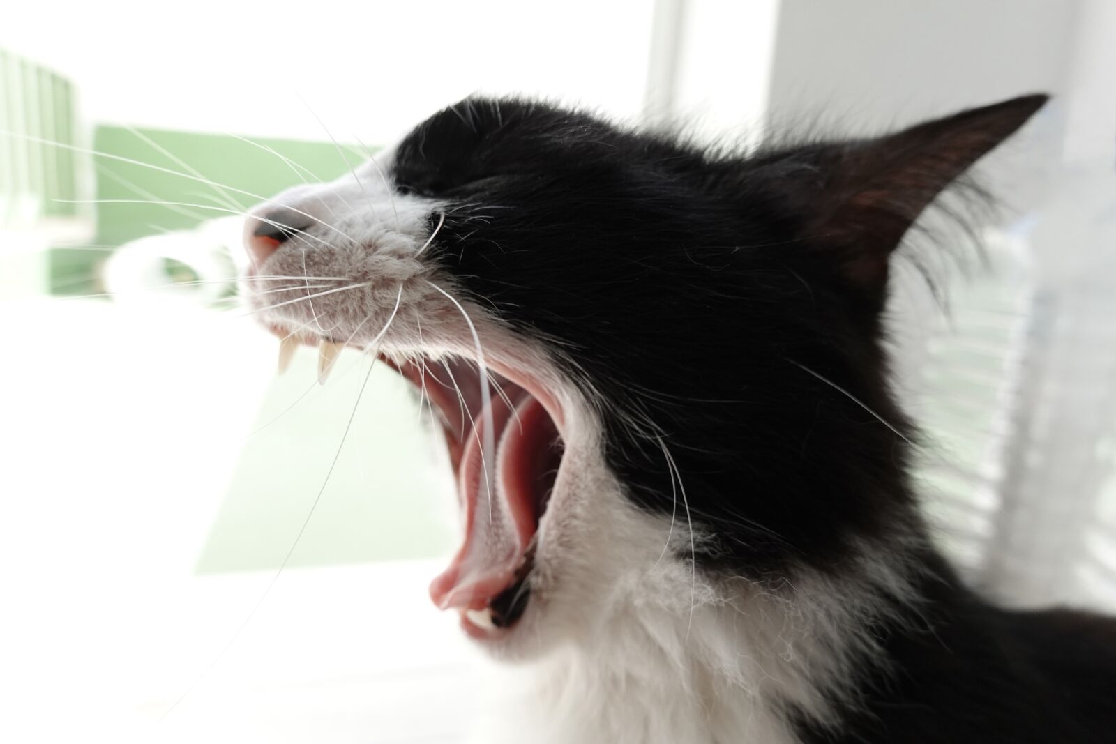 Sony DSC-RX100M7 sample photo. Cat, yawn, sleepy photography