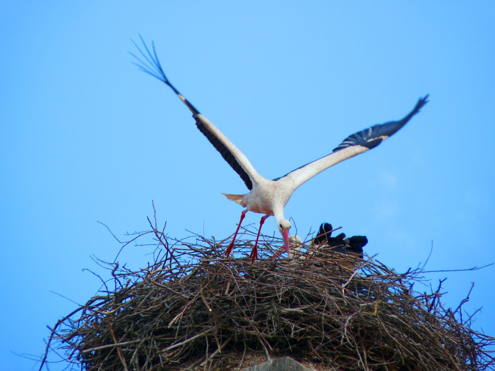Panasonic Lumix DMC-FZ28 sample photo. Stork, nest, bird photography