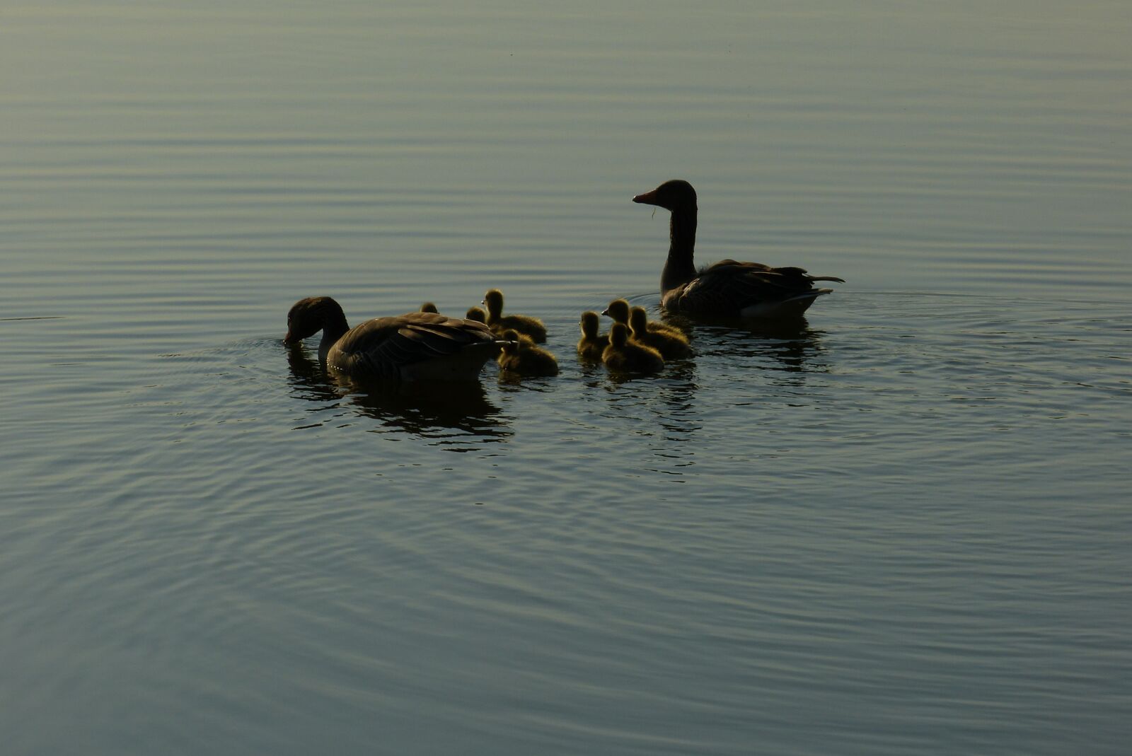 Panasonic Lumix DMC-FZ150 sample photo. Duck, chicks, water bird photography