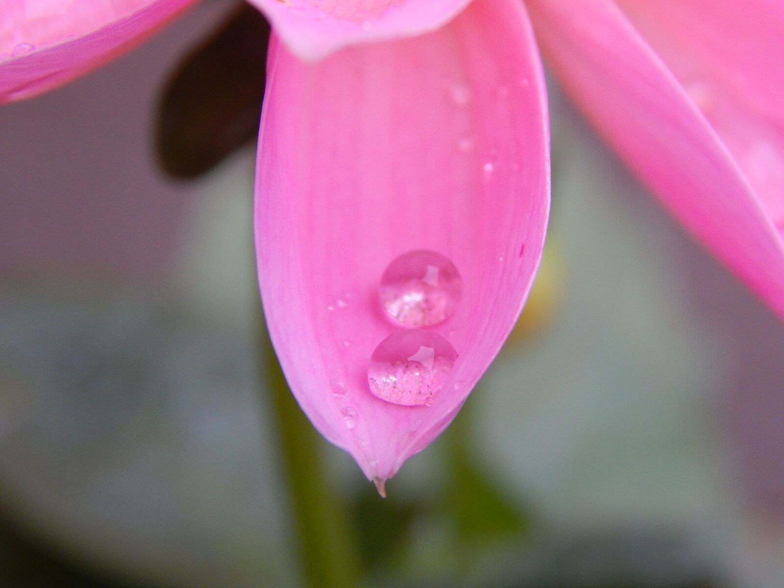 Nikon Coolpix L820 sample photo. Dew, flower, drop photography