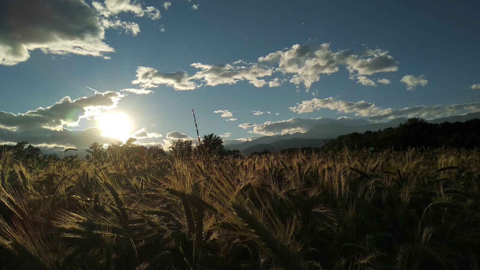 Xiaomi Mi A1 sample photo. Wheat, sunset, alps photography