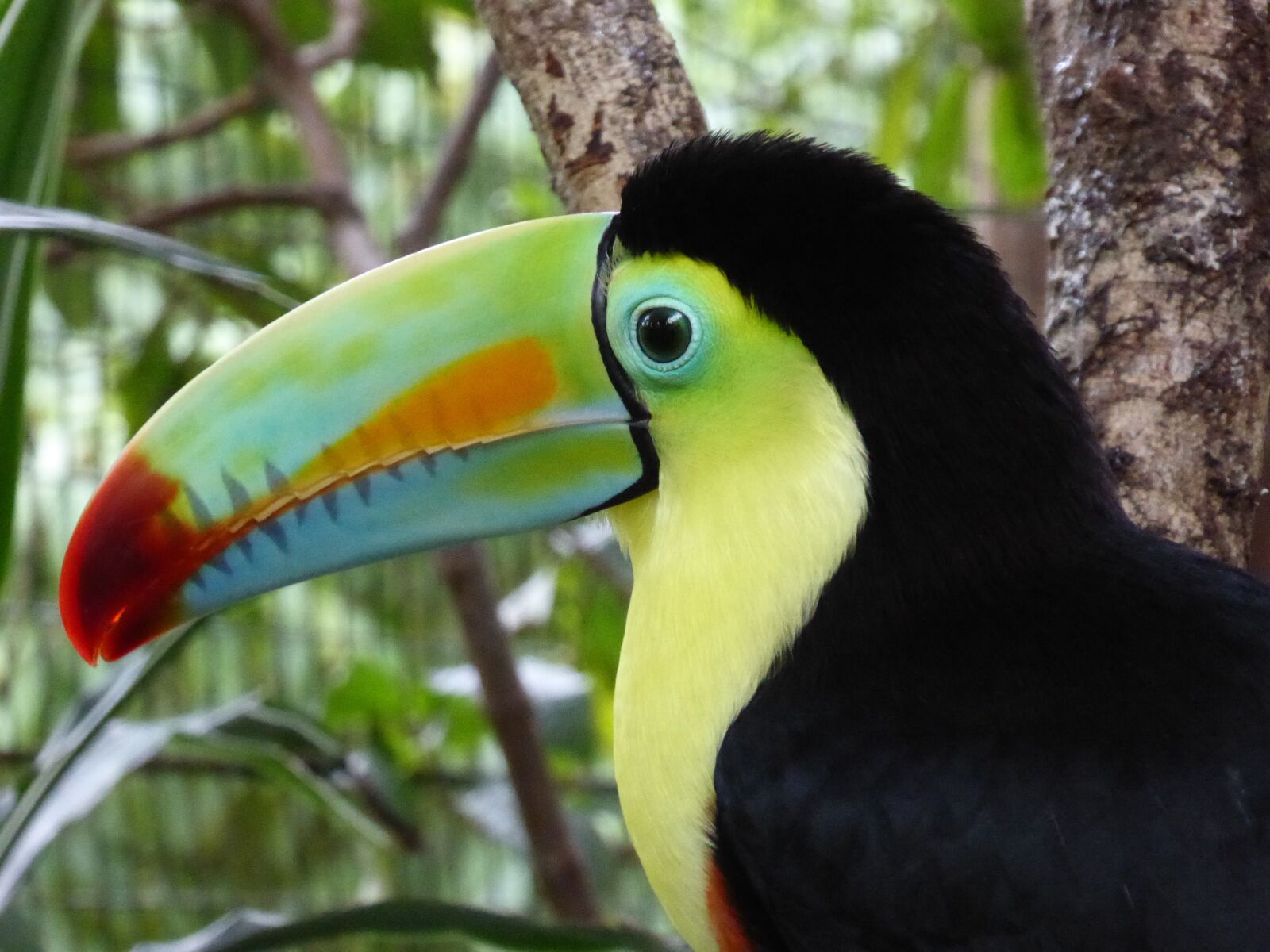 Panasonic DMC-TZ61 sample photo. Toucan, central america, costa photography