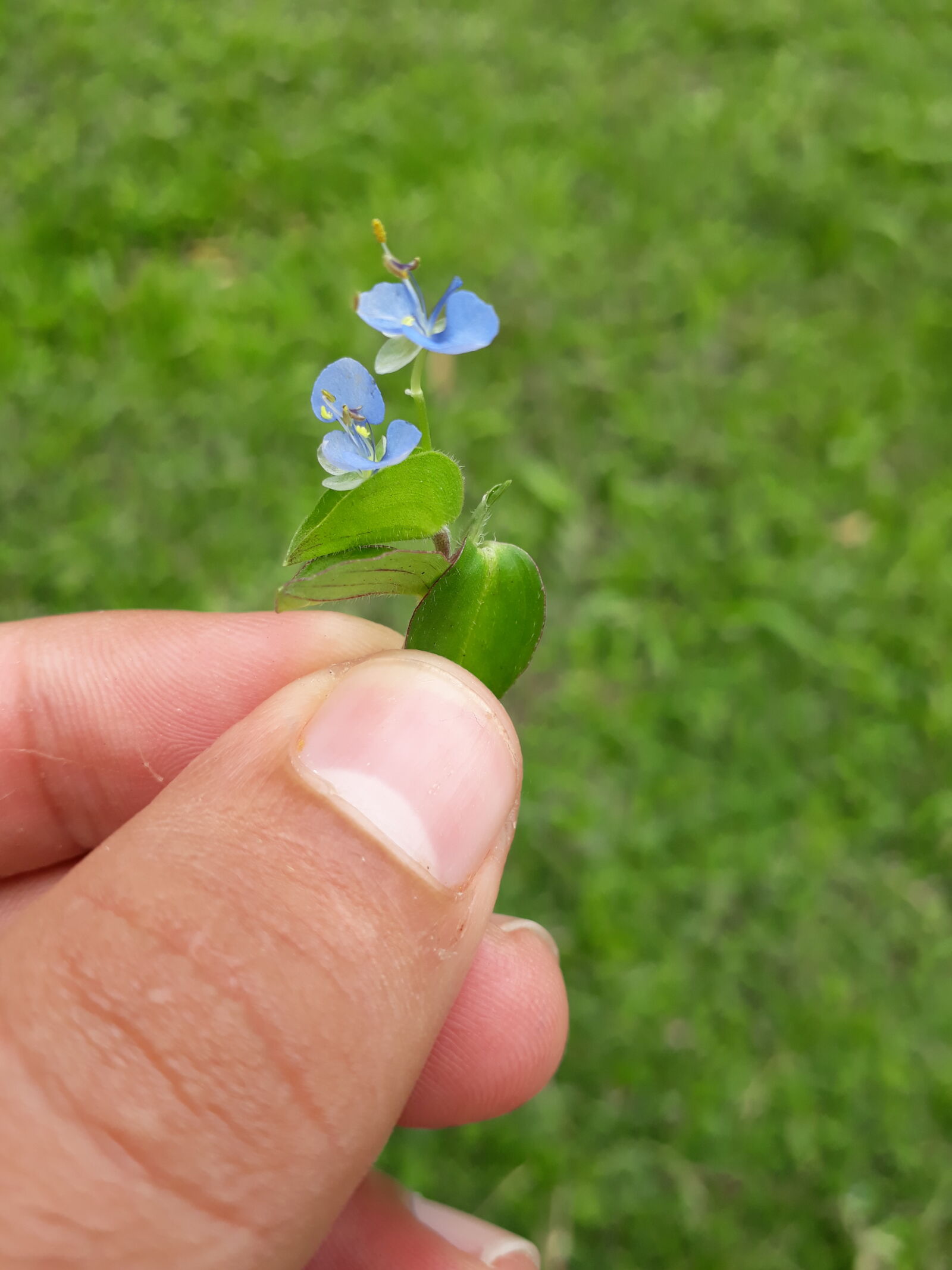 Samsung Galaxy J7 Prime sample photo